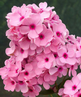 Флокс метельчатый Бисер