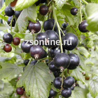 Изображение загружено обработкой по данным файла Excel