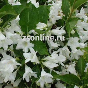 Изображение загружено обработкой по данным файла Excel