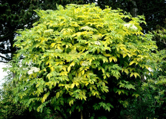 946713c055f9f3279336c3a9d5c7a7d5