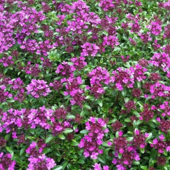 Тимьян ранний Coccineus