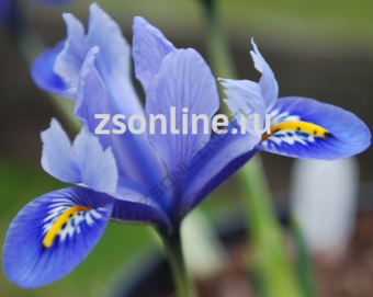 Изображение загружено обработкой по данным файла Excel