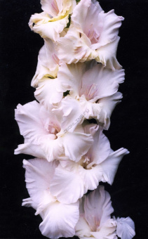 Гладиолус Адам