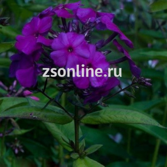 Изображение загружено обработкой по данным файла Excel