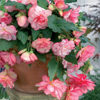 Бегония Каскад Флоренс 4-5/К 2шт