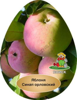 Яблоня Синап Орловский 2-х лет /подвой 54-118 полукарл/С