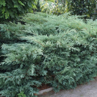 juniperus_hetz4