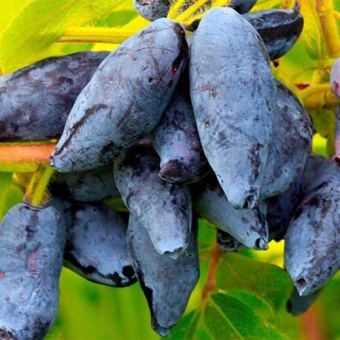 Жимолость съедобная Сластёна (С2)