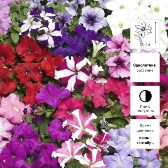 Карнавал, D 12