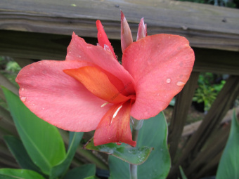 Канна Watermelon