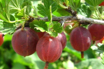 ogrozd-crveni_7