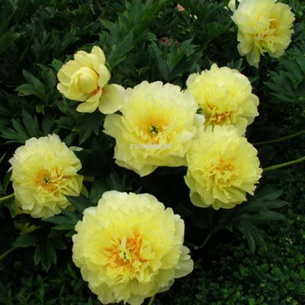 Изображение загружено обработкой по данным файла Excel