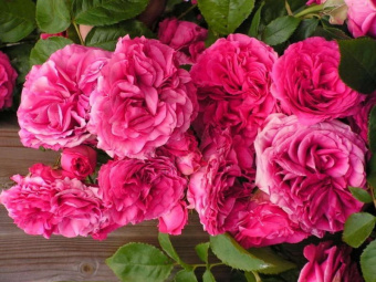 Роза плетистая Маритим (пурпурно-розовый, махровый)