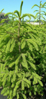 Ель колючая Корейская, ком, сетка, 65-95 см