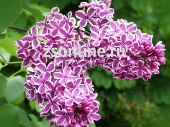 Изображение загружено обработкой по данным файла Excel