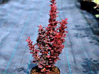 НоменклатураПрисоединенныеФайлы