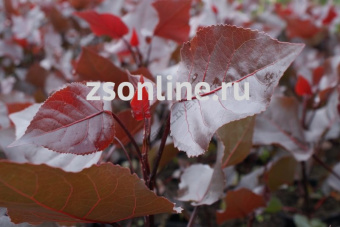 Изображение загружено обработкой по данным файла Excel