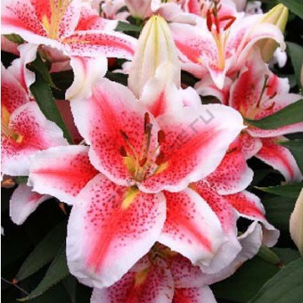 Лилия Восточная Айдахо