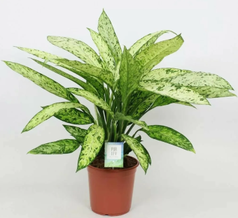 Диффенбахия, брайт стар D12 H30см