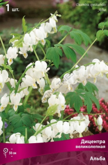 dicentra_velikolep_alba_kaper