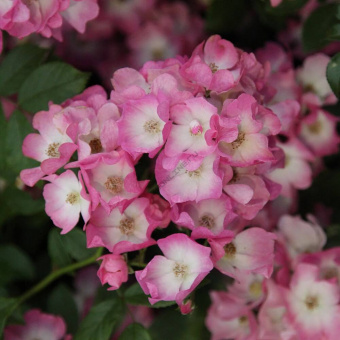 Роза мускусные гибриды Балерина