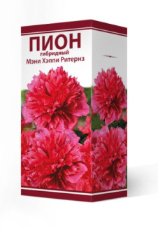 Пион гибридный Мэни Хэппи Ритернз/К