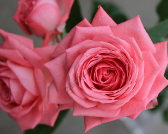 Роза спрей Барбадос/ЦКор