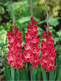 Гладиолус Афтершок