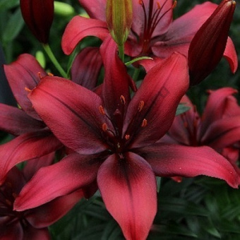 3d1fab43-bedd-11e7-acb3-001f29c6bbd8_3d1fab45-bedd-11e7-acb3-001f29c6bbd8