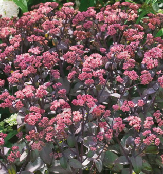 Седум гибридный Ксенокс