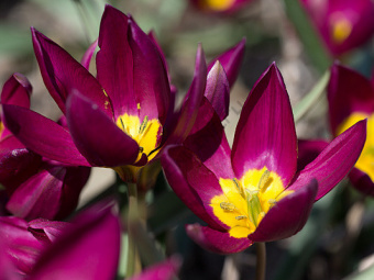 Тюльпан Odalisque, 5 шт