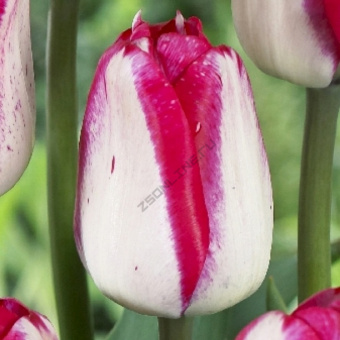 Тюльпан Простой поздний Джаст Кисст
