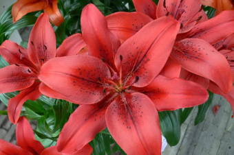 Лилия ЛА-Гибрид Ориджинал Лав