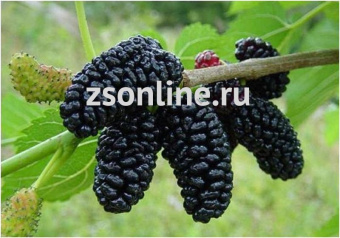 Изображение загружено обработкой по данным файла Excel