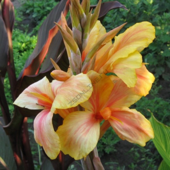 Канна зеленолистная Фиеста