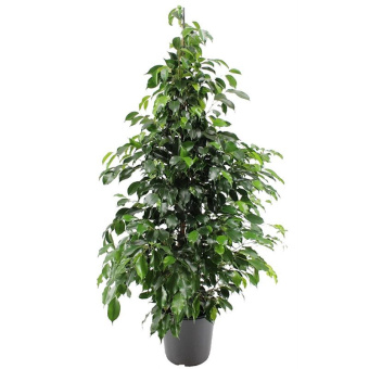 Фикус Бенджамина микс D28 H100см