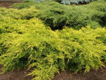 Можжевельник средний Олд Голд, Juniperus x pfilzeriana Old Gold, в горшке 15л, 60-80 см