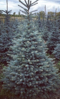 Ель колючая Канадская сизая, ком, сетка, 100-140 см