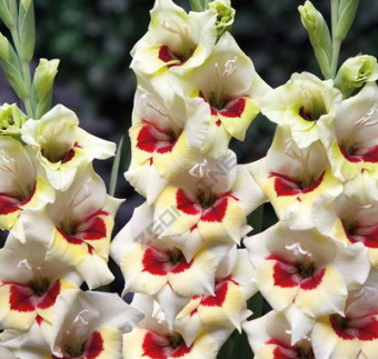 Гладиолус Мессина