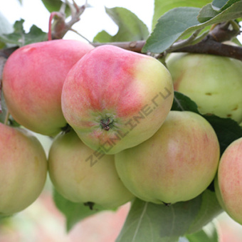 Яблоня Павлуша/ЦКор карликовая  