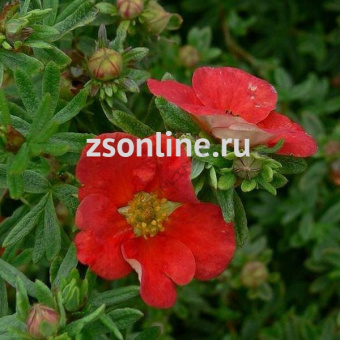 Изображение загружено обработкой по данным файла Excel