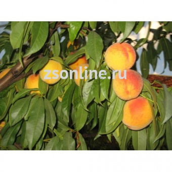 Изображение загружено обработкой по данным файла Excel