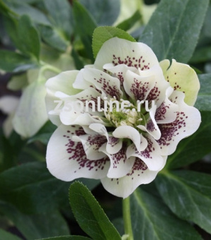 Изображение загружено обработкой по данным файла Excel