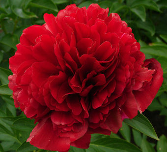 red_crace-e1546376423693