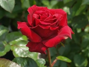 Роза чайно-гибридная Синкин оф Ю