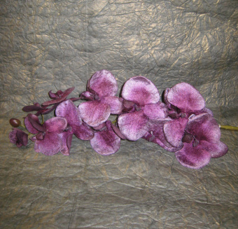 07035 Орхидея бархатная 105 см фиолетовая