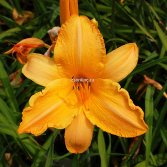 Изображение загружено обработкой по данным файла Excel