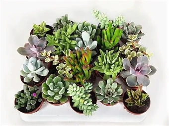 Кактус+Суккулент микс D7см H12см