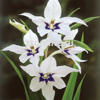 Изображение загружено обработкой по данным файла Excel