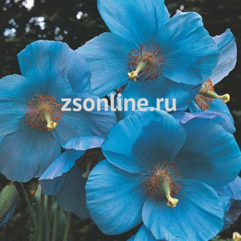 Изображение загружено обработкой по данным файла Excel